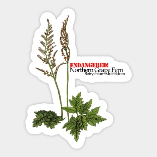 Endangered Northern Grape Fern Sticker